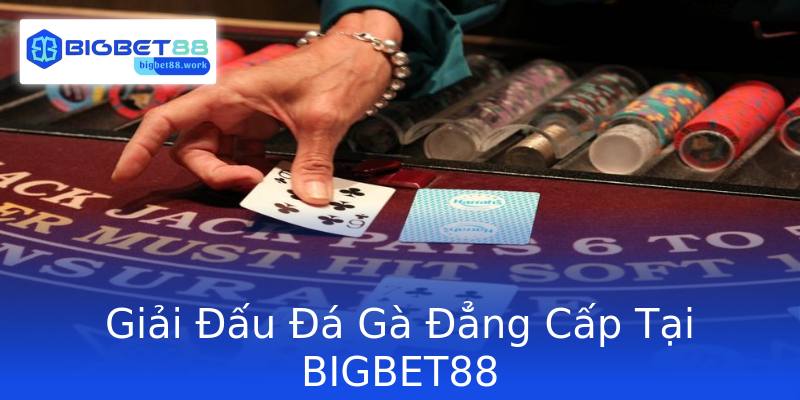 Giải Đấu Đá Gà Đẳng Cấp Tại BIGBET88